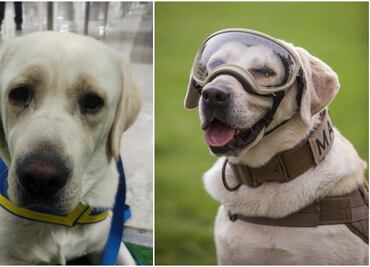 Héroes de 4 patas en la vida real y en la ficción