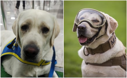 Héroes de 4 patas en la vida real y en la ficción