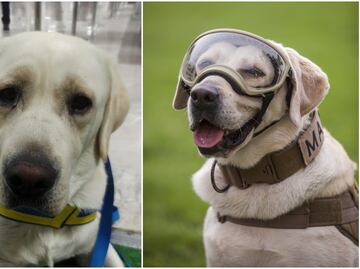 Héroes de 4 patas en la vida real y en la ficción