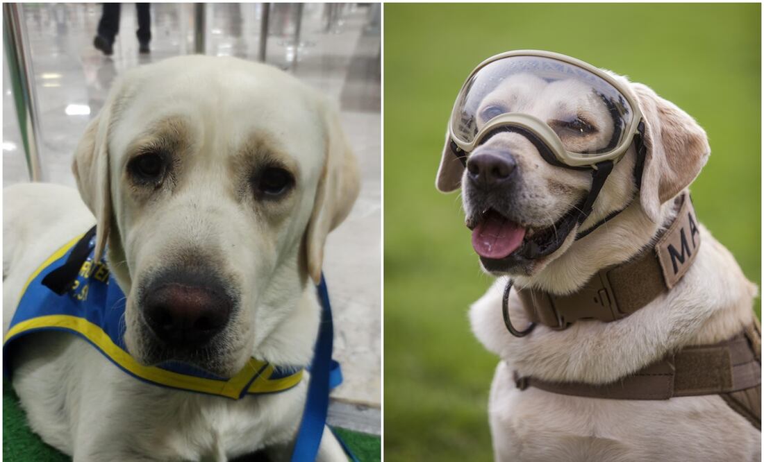 Wasabi y Frida. Fotos: Cortesía Rafa Sarmiento y archivo