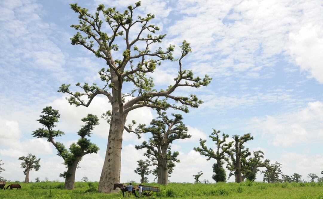 Los baobabs están entre los árboles más grandes y antiguos del planeta. Foto: Reuters/Ricci Shyrock, archivo
