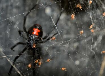 Tres niños se dejan picar por una viuda negra para convertirse en Spider-man en Bolivia