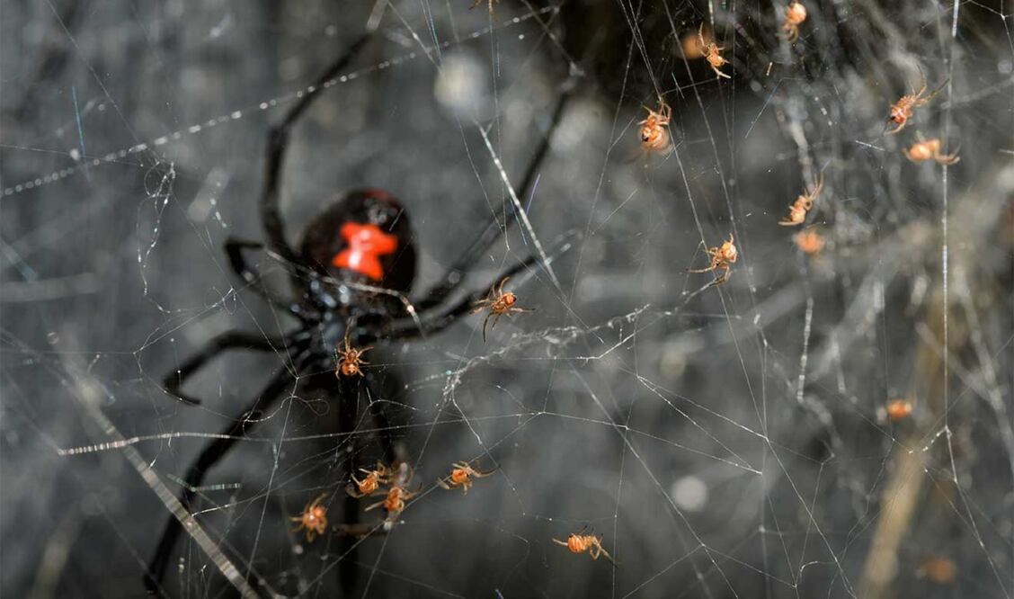 La viuda negra es una araña que se caracteriza por una mancha roja con forma de un reloj de arena. Su nombre se debe a que es usual que las hembras devoren a los machos durante el apareamiento. FOTO: UNAM