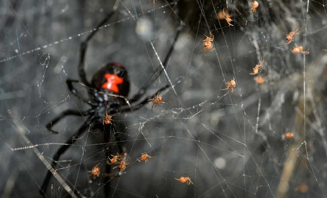La viuda negra es una araña que se caracteriza por una mancha roja con forma de un reloj de arena. Su nombre se debe a que es usual que las hembras devoren a los machos durante el apareamiento. FOTO: UNAM