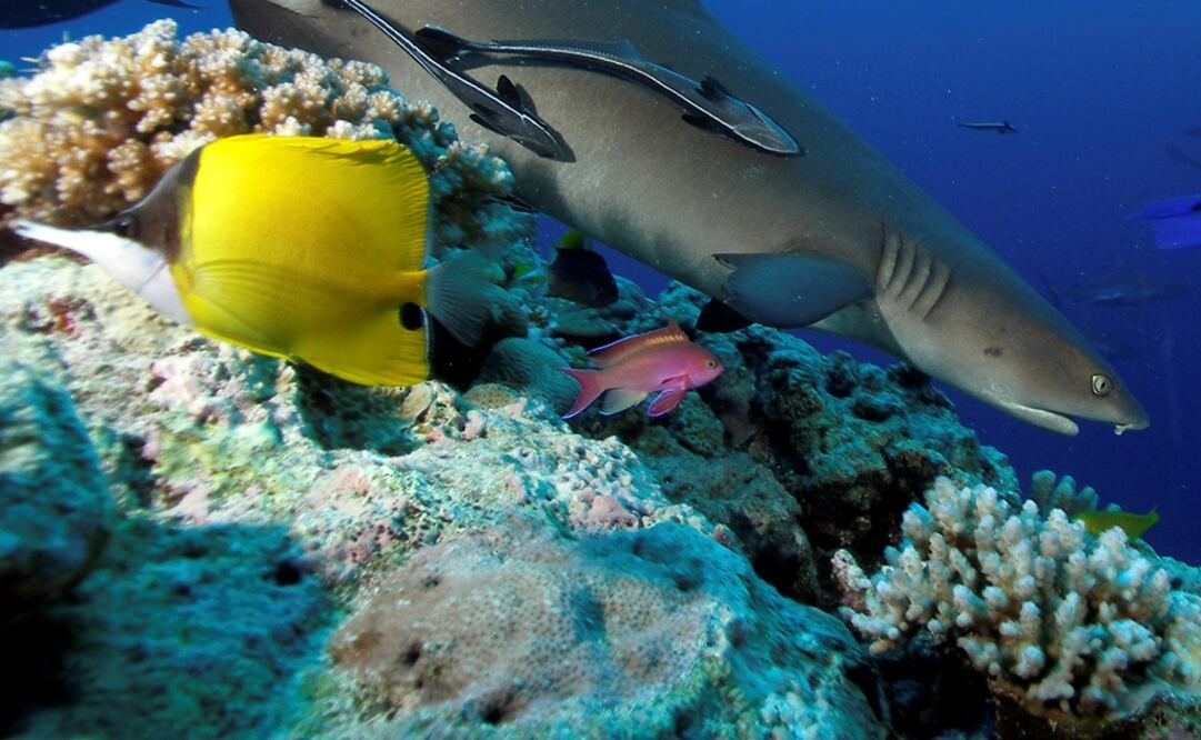 Sufren océanos por ola de calor submarina