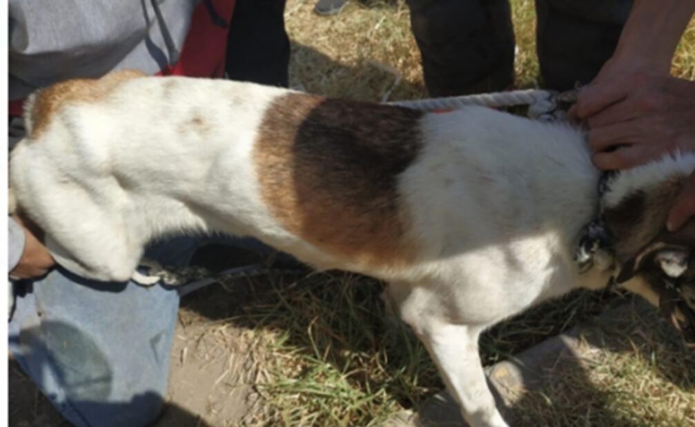 Tras 5 días atrapadas, rescatan a dos perras de tubería de 30 centímetros en Ecatepec