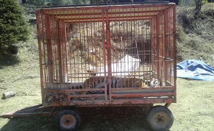 Cautiverio enferma a animales: especialista