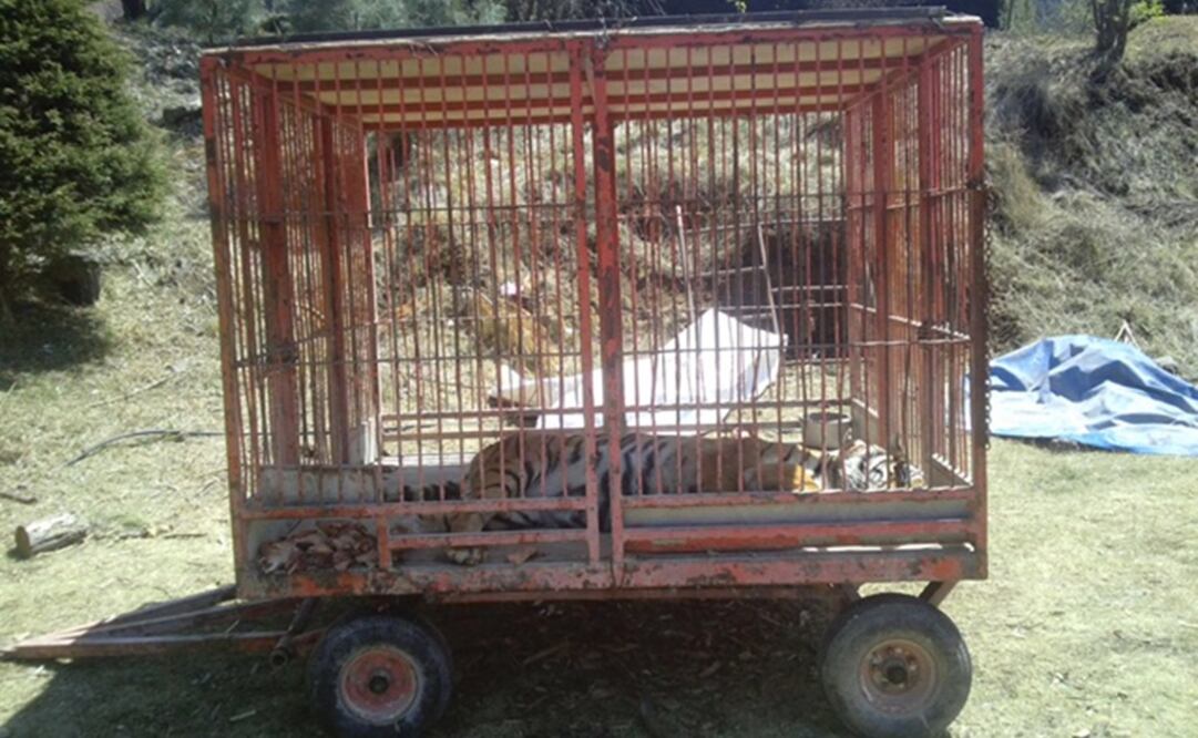 Cautiverio enferma a animales: especialista