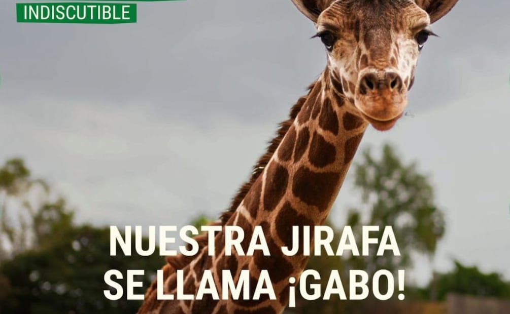 El nombre que resultó ganador fue “Gabo”. | Foto: Especial.