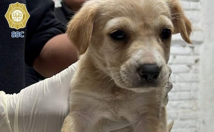 Brigada de Vigilancia Animal rescata a 9 perritos y 8 gatitos en el Centro Histórico; un hombre los usaba para pedir donaciones