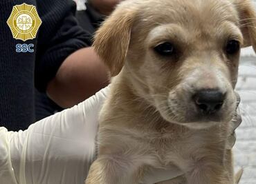 Brigada de Vigilancia Animal rescata a 9 perritos y 8 gatitos en el Centro Histórico; un hombre los usaba para pedir donaciones