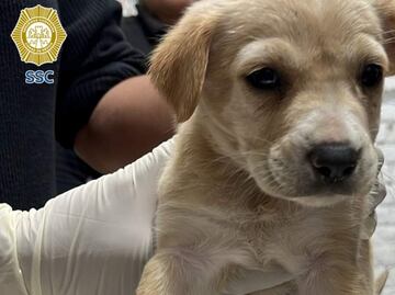 Brigada de Vigilancia Animal rescata a 9 perritos y 8 gatitos en el Centro Histórico; un hombre los usaba para pedir donaciones