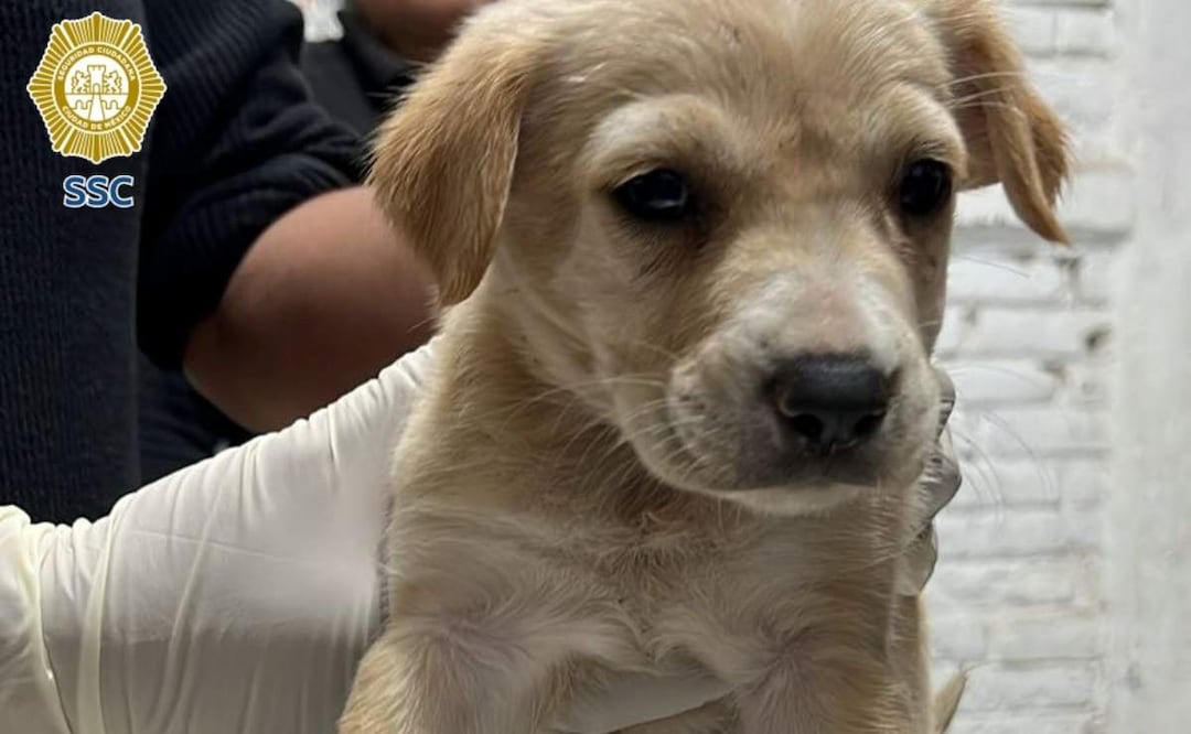Los animales eran utilizados por un hombre para solicitar donaciones en el Centro Histórico de la CDMX (09/07/2025). Foto: Especial