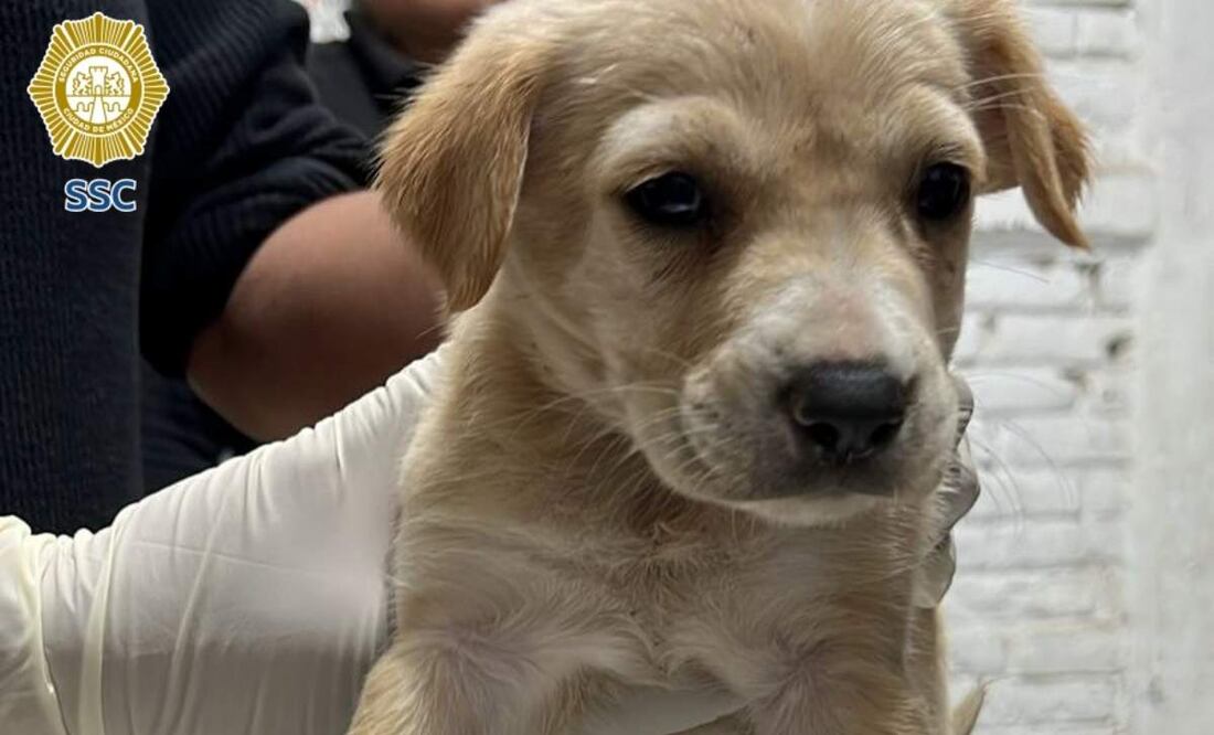 Los animales eran utilizados por un hombre para solicitar donaciones en el Centro Histórico de la CDMX (09/07/2025). Foto: Especial