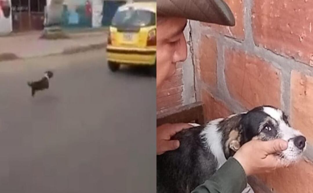 Perrita corre detrás de su dueño luego de abandonarla. Foto: Tomada del video