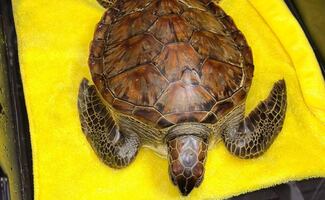 Rescatan a tortuga verde con hidrocarburos en playas de Veracruz; ejemplar se encuentra limpio, reporta Semarnat