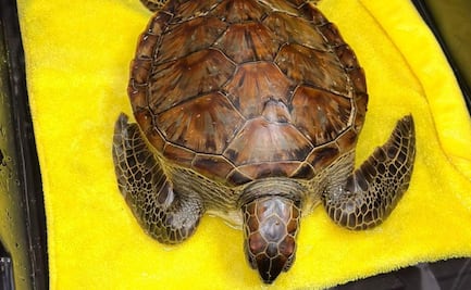 Rescatan a tortuga verde con hidrocarburos en playas de Veracruz; ejemplar se encuentra limpio, reporta Semarnat