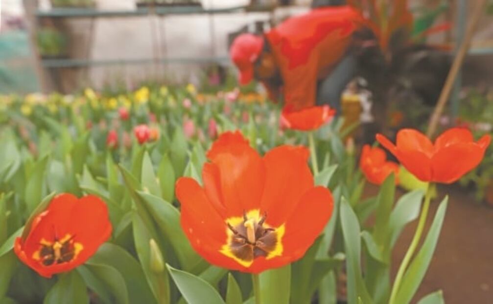 Tulipán, regalo que florece en mes del amor