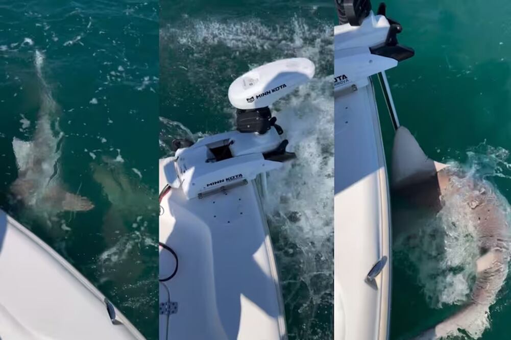 Un grupo de tiburones empezaron a atacar el motor de una lancha en Cabo Cañaveral, Florida. FOTO: Instagram @finandflycharters