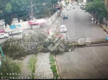 Viento y lluvia derriban árboles en al menos nueve alcaldías de la CDMX