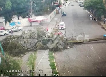 Viento y lluvia derriban árboles en al menos nueve alcaldías de la CDMX