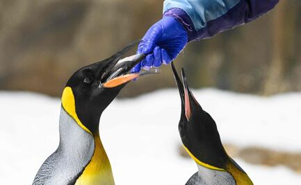 Excremento de pingüino, rico en gas que daña la capa de ozono