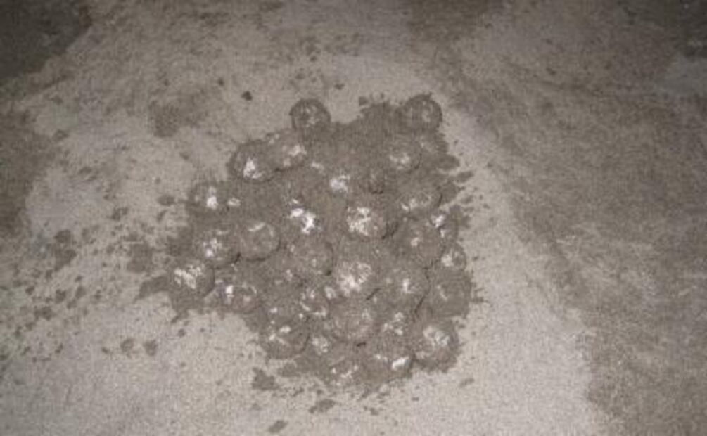 Reubican mil 790 huevos de tortuga golfina en Chiapas