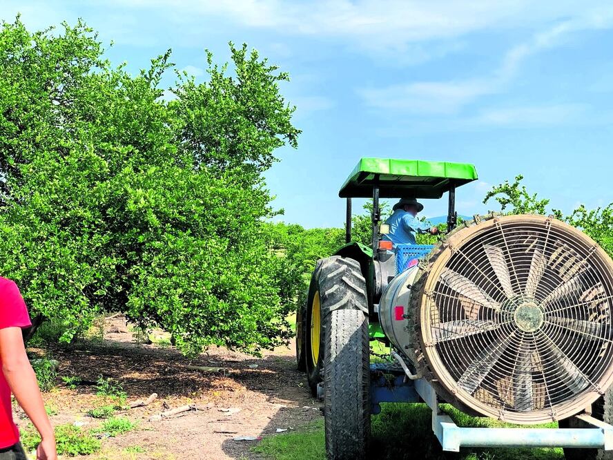 Limoneros de municipios vecinos que se comprometieron a trabajar jornadas más largas, ahora enfrentan dificultades para transportar su producto por la vía ordinaria. Foto: Carlos Arrieta