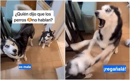 Lomito causa furor en TikTok porque “pide” a su amo que regañe a su amiga
