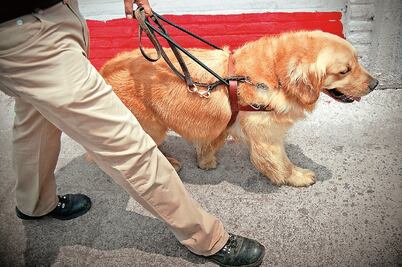 Avalan en Congreso de CDMX creación de registro de perros de asistencia y animales de terapia