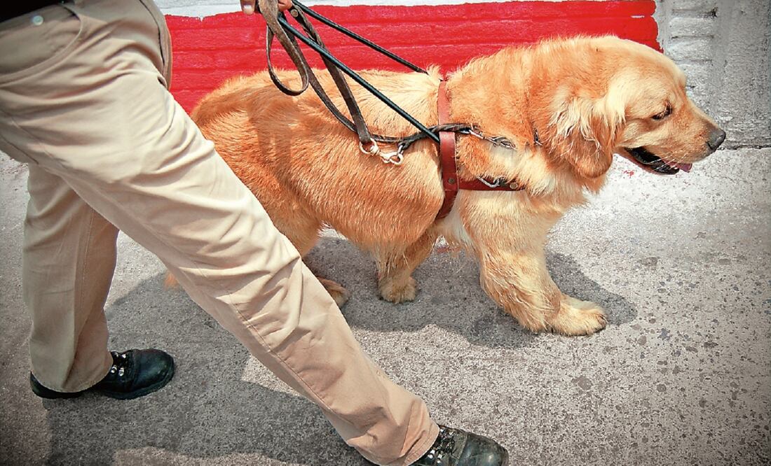 El transporte público y privado niegan al servicios a los invidentes con perros guía (ARCHIVO EL UNIVERSAL)