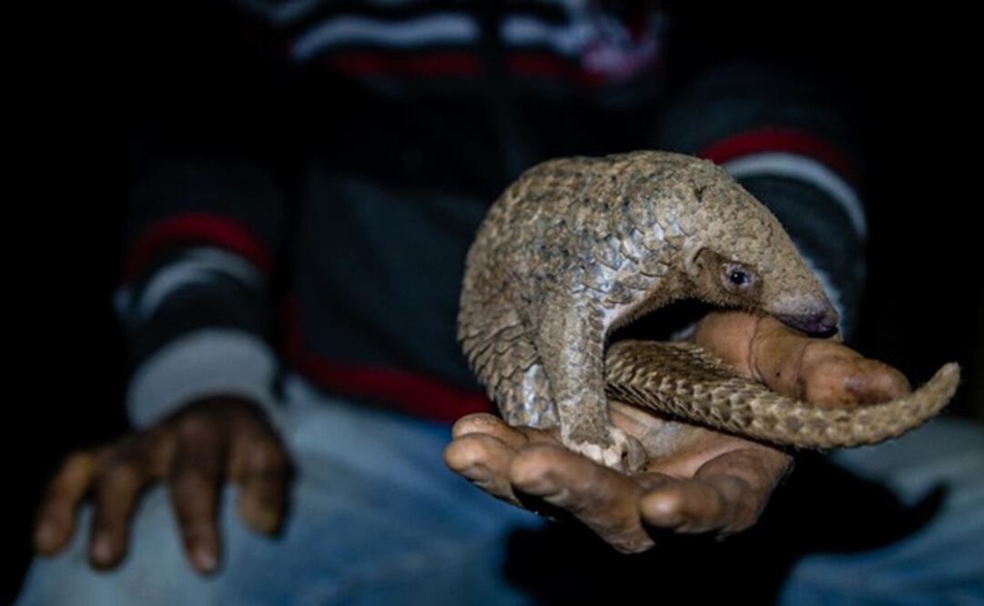 Los pangolines están en peligro sobre todo por la caza furtiva. Foto: Neil D'Cruze / Sinc