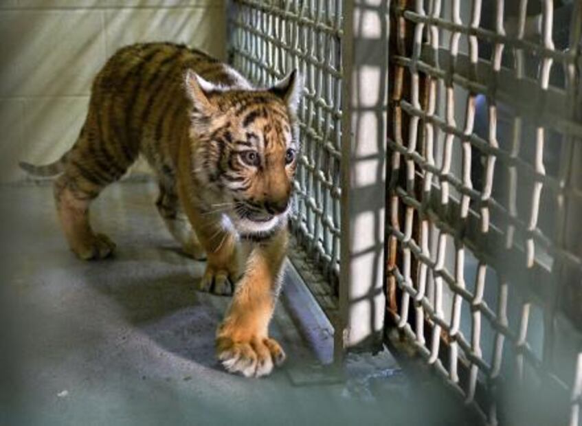 Contrabandistas abandonan a cachorro de tigre en la frontera Texas-México