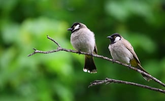 ¿Qué significa que los pájaros canten en tu casa o jardín?; descubre el verdadero significado