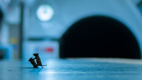 Pelea de ratones en el metro de Londres, mejor foto de naturaleza del año