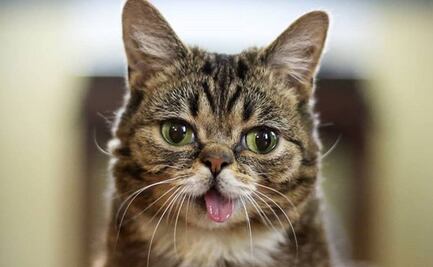 Muere “Lil Bub”, la gata con enanismo que se hizo famosa en Instagram