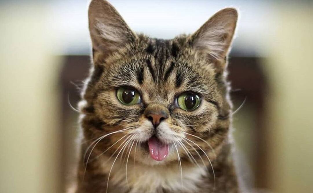 Lil Bub, la gata con enanismo, murió a los ocho años (Foto: Instagram)