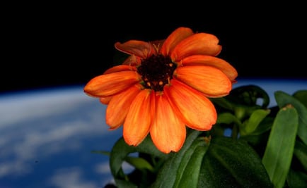 Cultivan la primera flor en la Estación Espacial