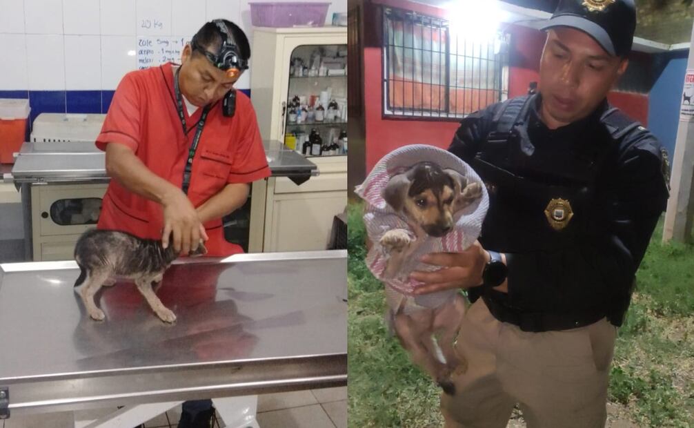 A petición del ciudadano y conforme a los protocolos de actuación policial, los uniformados trasladaron a los perritos,  a las instalaciones de la Brigada de Vigilancia Animal de la SSC. Foto: SSC