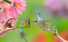 Colibríes, arte y biodiversidad urbana: ¿cuándo y dónde ver la nueva exposición en la CDMX?