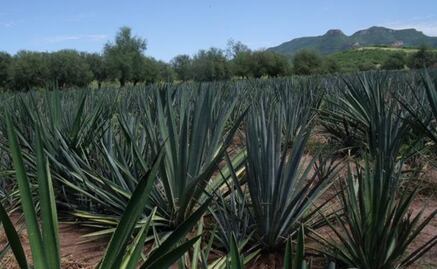 Agave Beverage with White Wine Flavor Created
