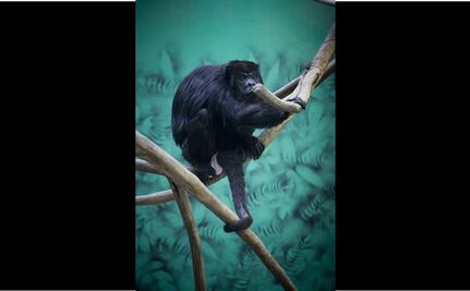 Piden medidas de protección para el mono saraguato