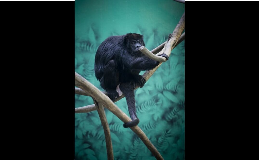 Foto: Archivo EL UNIVERSAL