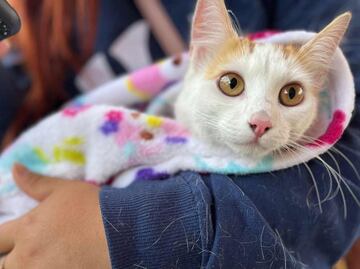 Agencia de Atención Animal logra más de 164 mil esterilizaciones de animales en CDMX