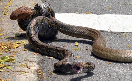 Video. Pelea mortal entre cobra real y serpiente pitón