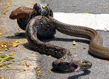 Video. Pelea mortal entre cobra real y serpiente pitón