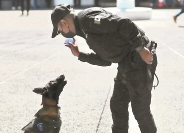 PDI adiestra a 4 detectives perrunos