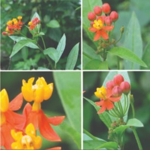 La quiebra muelas. Fuente: Universidad Veracruzana