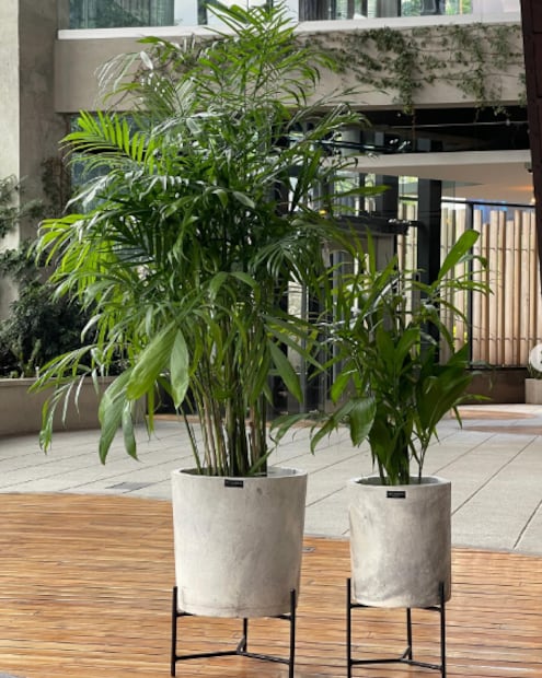 Palma de bambú. Foto: casagardena.hn