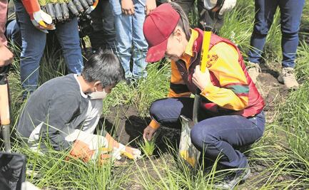 Sheinbaum: la tala ilegal ha dañado 4 mil hectáreas en Tlalpan